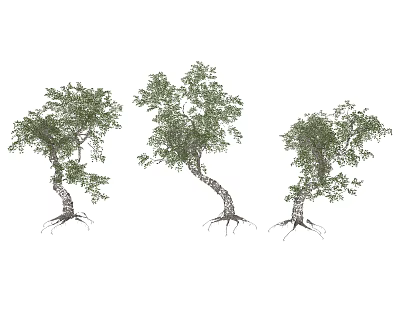 Three Natural Growing Trees With Lush Green Foliage Visible Root Systems And Curved Trunks 3d model