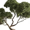 Bonsai Tree With Twisted Trunk Lush Green Foliage And Exposed Roots In Metal Pot