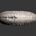 Preserved Ammonite Fossil Spiral Shell with Textured Surface Ancient Marine Animal