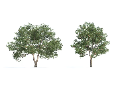 Two Lush Broadleaf Trees With Green Foliage And Sturdy Trunks 3d model
