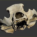 Detailed White Animal Skull Display On Smooth Gray Background With Reflection 3d model