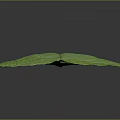 Large Green Plant Leaf With Prominent Veins And Vibrant Fresh Texture