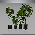 Four Green Potted Plants of Different Heights with Various Colored Pots on Dark Background