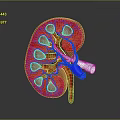 Realistic 3D Kidney Model Displaying Red Tissue Blue Vessels And White Structures 3d model