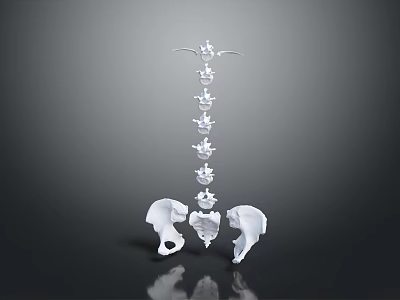 Anatomical Human Spine And Pelvis Skeleton Model With Vertebrae Structure 3d model