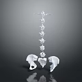 Anatomical Human Spine And Pelvis Skeleton Model With Vertebrae Structure 3d model