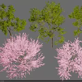 Different Types of Colorful Trees with Green Foliage and Pink Flowering Features