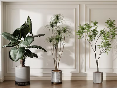 Indoor Potted Plants With Various Greenery Types In Stylish Pots And White Paneled Walls 3d model