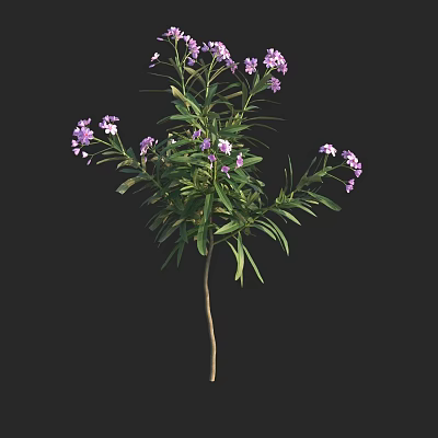 Healthy Green Leafy Shrub With Purple Small Flowers And Brown Stems 3d model