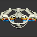 Human Limb Organ Anatomy Model Displaying Spine Nerves And Pelvis Bone Structure
