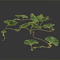 Green Vines Plant With Curved Stems And Many Green Leaves On Dark Background