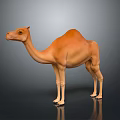 Realistic 3D Rendered Brown Dromedary Camel Standing On Gray Background With Reflection 3d model