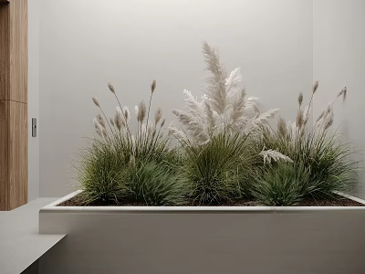 Bonsai Potted Plants In White Square Planter With Green Grass And White Feathery Foliage 3d model