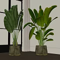 Indoor Potted Green Plants With Large Lush Leaves Placed By Window For Home Decor