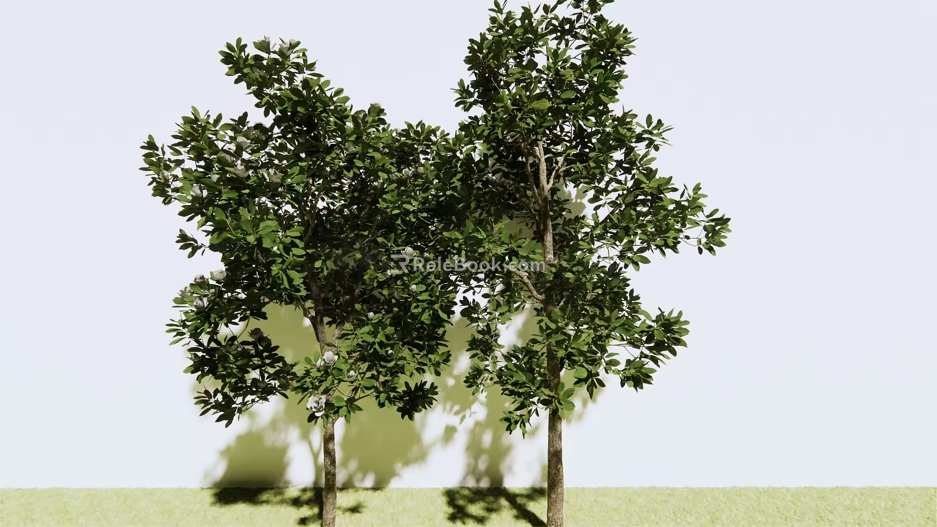 modern tree magnolia 3d model