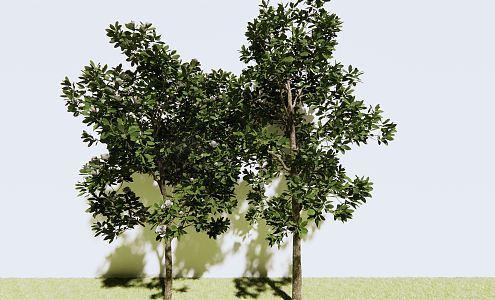 modern tree magnolia 3d model