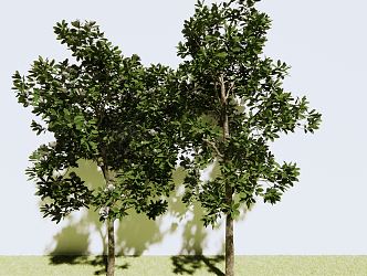 modern tree magnolia 3d model