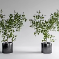 Two Bonsai Potted Plants With Green Leaves And Black Pots For Indoor Decor