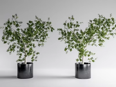 Two Bonsai Potted Plants With Green Leaves And Black Pots For Indoor Decor 3d model