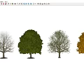 landscape tree winter tree four-season tree spring and summer tree 3d model