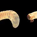 Two White Reptile Larvae With Curved Bodies And Legs On Black Background