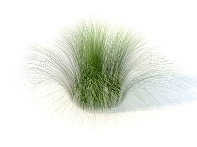 Green Fluffy Ornamental Grass With Long Slender Leaves On White Background 3d model