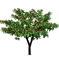 Modern Fruit Trees 3d model