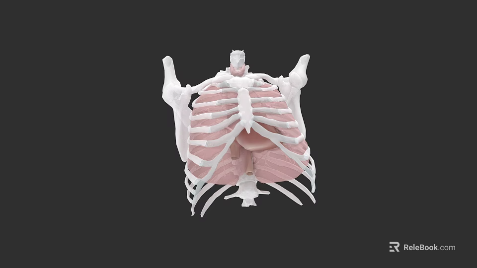 Chest Organs 3D Anatomical Model Showing Rib Cage Sternum And Muscular Structure 3d model 