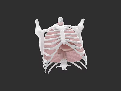 Chest Organs 3D Anatomical Model Showing Rib Cage Sternum And Muscular Structure 3d model