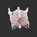Chest Organs 3D Anatomical Model Showing Rib Cage Sternum And Muscular Structure
