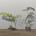 Two Different Bonsai Plants With Green Foliage In Decorative Pots On Wooden Floor