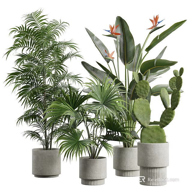 Various Green Plants Including Palm Trees Bird of Paradise and Cactus in Concrete Pots 3d model 