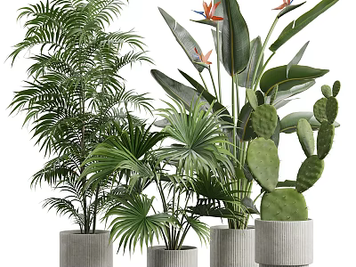 Various Green Plants Including Palm Trees Bird of Paradise and Cactus in Concrete Pots 3d model