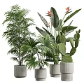 Various Green Plants Including Palm Trees Bird of Paradise and Cactus in Concrete Pots