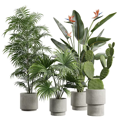 Various Green Plants Including Palm Trees Bird of Paradise and Cactus in Concrete Pots 3d model