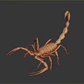 3D Realistic Brown Scorpion Model With Dark Reflective Surface Background 3d model