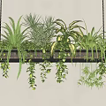Lush Hanging Basket With Various Green Houseplants And Trailing Vines Indoor On White Wall