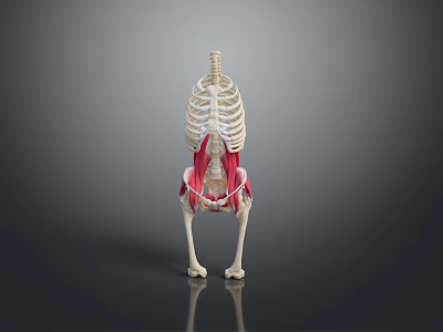 Medical Device 3D Anatomical Model Showing Animal Skeleton And Muscle Structure 3d model
