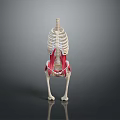 Medical Device 3D Anatomical Model Showing Animal Skeleton And Muscle Structure