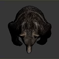 Standing Brown Bear in Upright Posture Isolated on Gray Background with Realistic Details