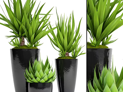 Bonsai Potted Plants With Green Leaves In Black Pots For Indoor Decoration 3d model