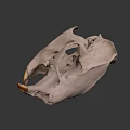Detailed White Animal Skull With Prominent Beak And Anatomical Features