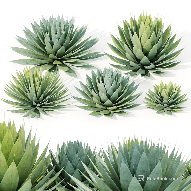 Green Succulent Plants Decorative Ornament Set With Various Sizes For Indoor 3d model 