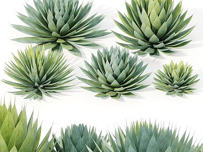 Green Succulent Plants Decorative Ornament Set With Various Sizes For Indoor 3d model