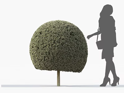 Round Trimmed Shrub With Silhouette Of Woman Standing Next To It 3d model