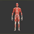 Red Colored Human Muscle Organ 3D Model Showing Detailed Anatomical Structure
