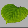 Heart shaped green leaf with prominent veins against gray background