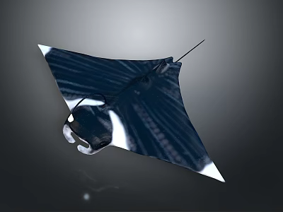 Diver Watching Dark Blue Manta Ray With White Edges Swimming In Ocean Water 3d model