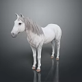 White Horse with Silver Mane Standing on Dark Background with Reflection 3d model