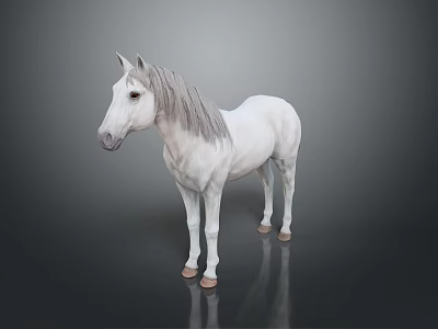 White Horse with Silver Mane Standing on Dark Background with Reflection 3d model